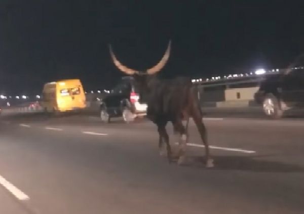 Motorists Shocked After Runaway Cow Was Spotted Yesternight On Ever Busy 3rd Mainland Bridge - autojosh