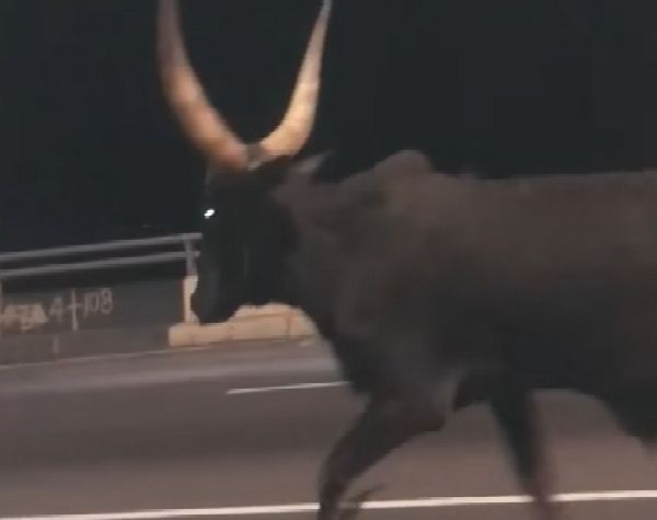 Motorists Shocked After Runaway Cow Was Spotted Yesternight On Ever Busy 3rd Mainland Bridge - autojosh 