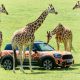 Mini Countryman PHEVs Deployed Around UK Safari Park - autojosh