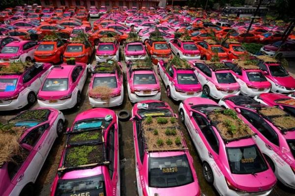 Covid-19: Hundreds Of Taxis Turned To Vegetable Farm In Thailand - autojosh