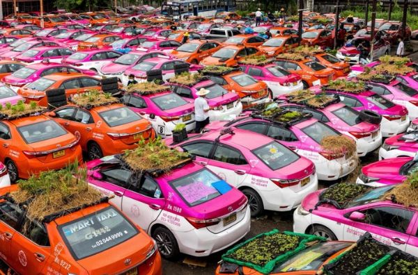 Covid-19: Hundreds Of Taxis Turned To Vegetable Farm In Thailand - autojosh 