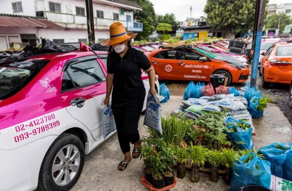 Covid-19: Hundreds Of Taxis Turned To Vegetable Farm In Thailand - autojosh 