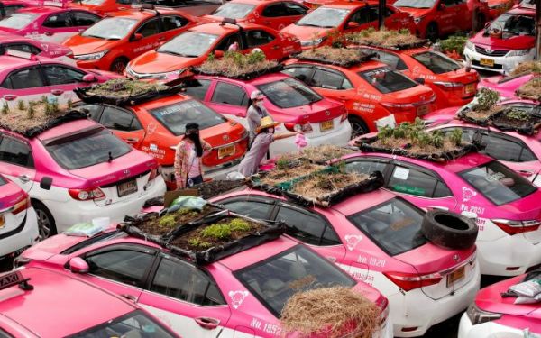 Covid-19: Hundreds Of Taxis Turned To Vegetable Farm In Thailand - autojosh 