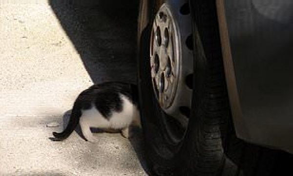 Drivers In Jersey Face ₦5.6m Fines If They Hit A Cat And Fail To Report To Owner Or Police - autojosh