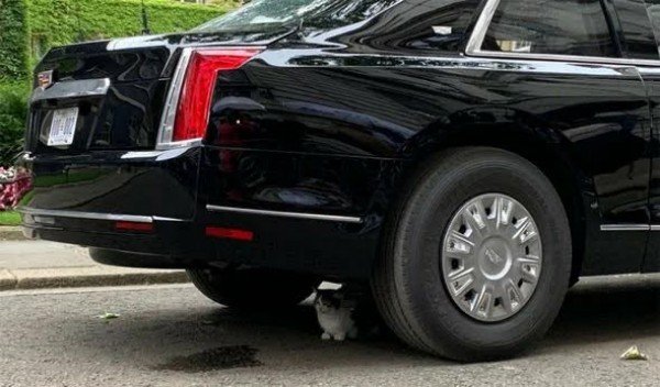 Drivers In Jersey Face ₦5.6m Fines If They Hit A Cat And Fail To Report To Owner Or Police - autojosh
