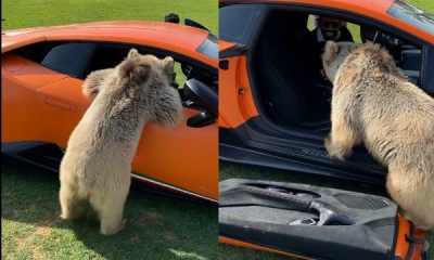 Moment Pet Bear Tears Down Lamborghini Door As It Tries To Enter Supercar To Welcome Owner - autojosh