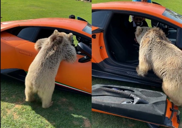 Moment Pet Bear Tears Down Lamborghini Door As It Tries To Enter Supercar To Welcome Owner - autojosh