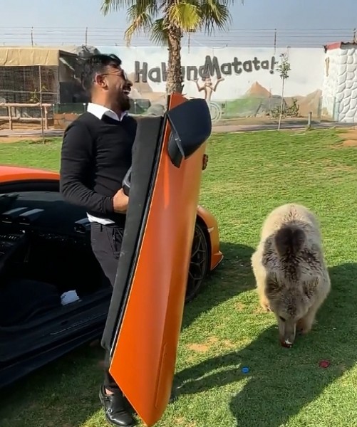 Moment Pet Bear Tears Down Lamborghini Door As It Tries To Enter Supercar To Welcome Owner - autojosh 
