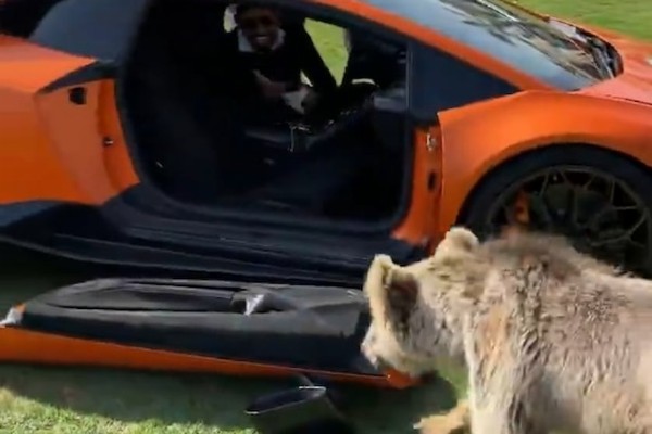 Moment Pet Bear Tears Down Lamborghini Door As It Tries To Enter Supercar To Welcome Owner - autojosh 