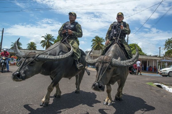 Real Life 'Buffalo Soldiers' : Military Police In Brazil's Marajo Don't Use Cars But Buffalos To Patrol - autojosh 