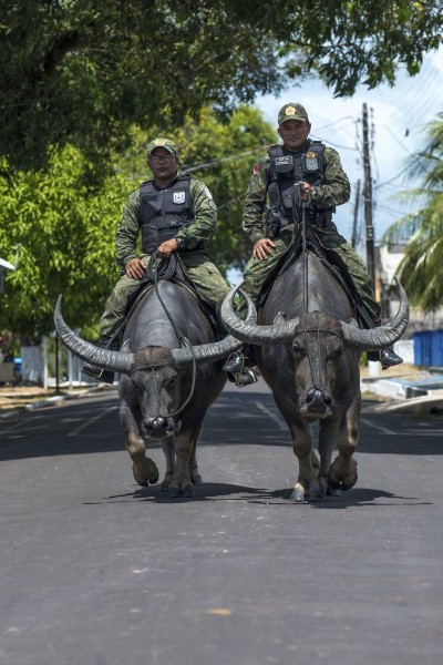 Real Life 'Buffalo Soldiers' : Military Police In Brazil's Marajo Don't Use Cars But Buffalos To Patrol - autojosh 