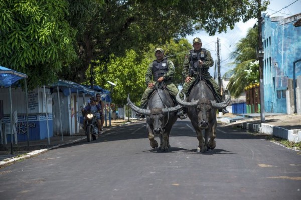 Real Life 'Buffalo Soldiers' : Military Police In Brazil's Marajo Don't Use Cars But Buffalos To Patrol - autojosh 