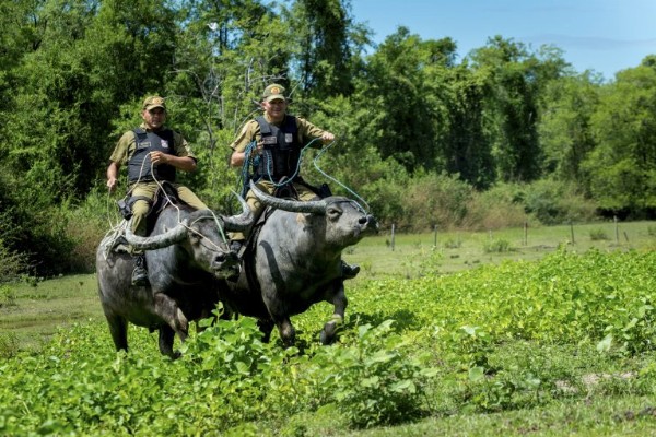 Real Life 'Buffalo Soldiers' : Military Police In Brazil's Marajo Don't Use Cars But Buffalos To Patrol - autojosh 