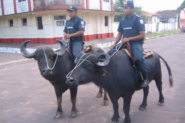 Real Life 'Buffalo Soldiers' : Military Police In Brazil's Marajo Don't Use Cars But Buffalos To Patrol - autojosh