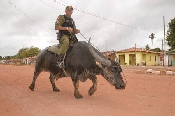 Real Life 'Buffalo Soldiers' : Military Police In Brazil's Marajo Don't Use Cars But Buffalos To Patrol - autojosh
