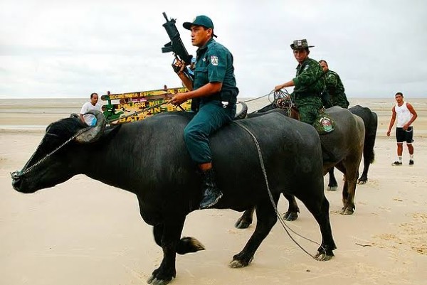 Real Life 'Buffalo Soldiers' : Military Police In Brazil's Marajo Don't Use Cars But Buffalos To Patrol - autojosh