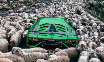Photo Of The Day : Stuck ₦285m Lamborghini Aventador Waiting For Flock Of Sheep To Cross The Road - autojosh