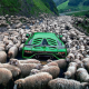 Photo Of The Day : Stuck ₦285m Lamborghini Aventador Waiting For Flock Of Sheep To Cross The Road - autojosh