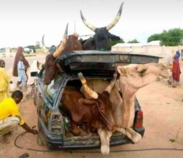 Photo Of The Day : Vulcanizer Tries To Pump The Tyre Of Wagon Crammed With Cows And Camels - autojosh