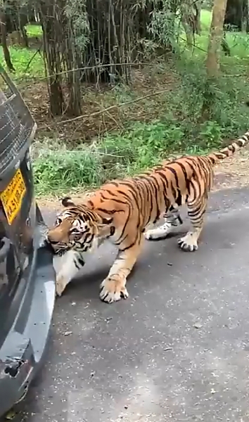 Watch An Angry Tiger Bite The Bumper, Pull A Broken Down Mahindra SUV Filled With Tourist - autojosh