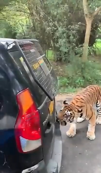 Watch An Angry Tiger Bite The Bumper, Pull A Broken Down Mahindra SUV Filled With Tourist - autojosh