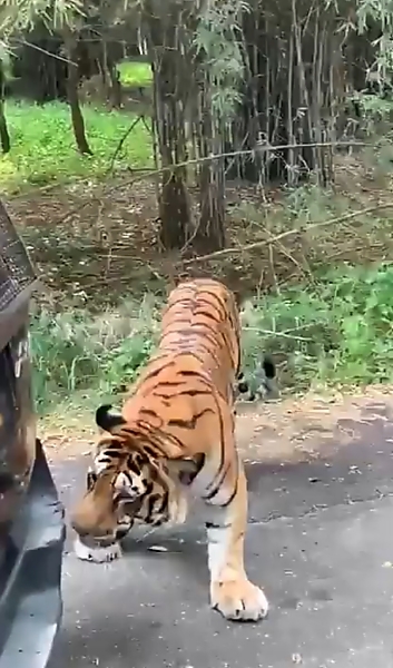 Watch An Angry Tiger Bite The Bumper, Pull A Broken Down Mahindra SUV Filled With Tourist - autojosh