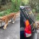 Watch An Angry Tiger Bite The Bumper, Pull A Broken Down Mahindra SUV Filled With Tourist - autojosh