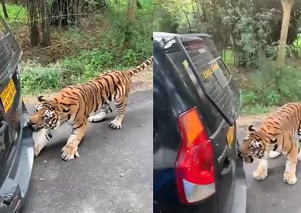 Watch An Angry Tiger Bite The Bumper, Pull A Broken Down Mahindra SUV Filled With Tourist - autojosh