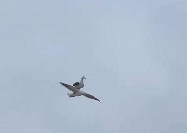 Nature, Our Greatest Teacher : Bird Hitches a Ride On Another Bird, Just Like A Space Shuttle On A Plane - autojosh