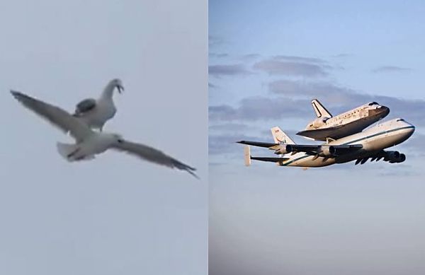 Nature, Our Greatest Teacher : Bird Hitches a Ride On Another Bird, Just Like A Space Shuttle On A Plane - autojosh