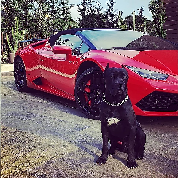 Lamborghini Owner Shocked To Find His Huracan On Bricks With Wheels And Brakes Stolen - autojosh 