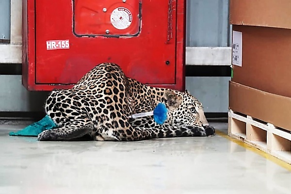 Leopard Enters Mercedes Factory In India Where S-Class Is Made, Shut Down For Four Hours - autojosh 
