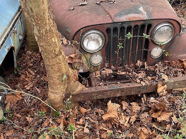 Today's Photos : This Dealership Still Selling Its Cars, Though They Have To Be Cut Out Of Trees - autojosh 