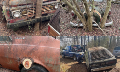 Today's Photos : This Dealership Still Selling Its Cars, Though They Have To Be Cut Out Of Trees - autojosh