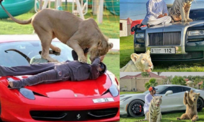Meet Dubai Celebrity Who Loves Posing With His Supercars And Wild Pets, Including Tiger, Lion, Cheetah - autojosh