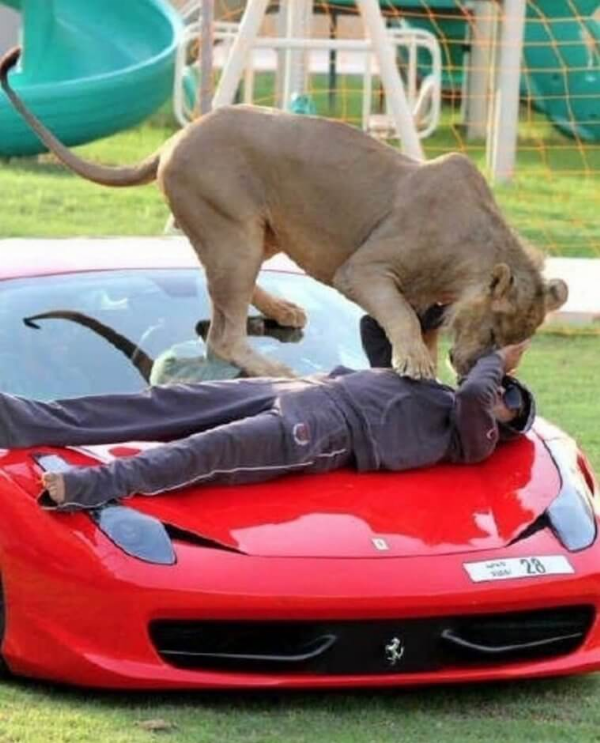 Meet Dubai Celebrity Who Loves Posing With His Supercars And Wild Pets, Including Tiger, Lion, Cheetah - autojosh 