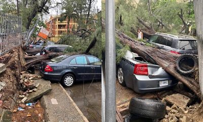 Photos : No Casualties As Uprooted Trees Damage Parked Luxury Cars In Lagos - autojosh