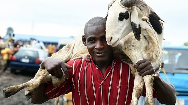 Today's Photos : Funny Ways People Ferried Their Rams Ahead Of Eid-el-Kabir - autojosh 