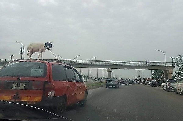 Today's Photos : Funny Ways People Ferried Their Rams Ahead Of Eid-el-Kabir - autojosh 
