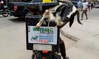 Today's Photos : Funny Ways People Ferried Their Rams Ahead Of Eid-el-Kabir - autojosh