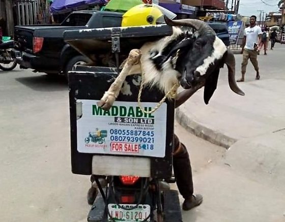 Today's Photos : Funny Ways People Ferried Their Rams Ahead Of Eid-el-Kabir - autojosh