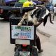 Today's Photos : Funny Ways People Ferried Their Rams Ahead Of Eid-el-Kabir - autojosh