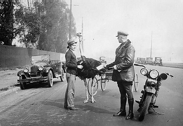 Today's Photos : Ostrich-drawn Carriage Stopped By Motorcycle Police For Over-speeding In 1930 - autojosh 
