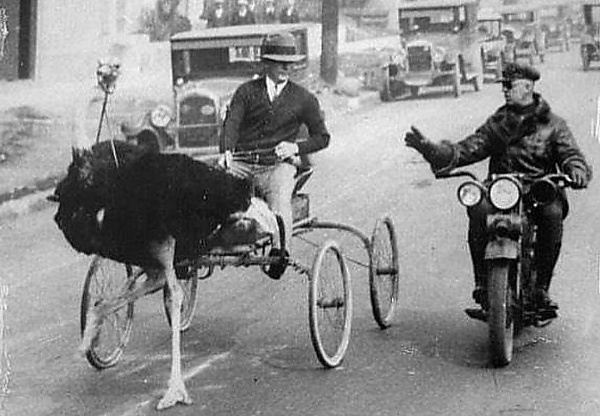 Today's Photos : Ostrich-drawn Carriage Stopped By Motorcycle Police For Over-speeding In 1930 - autojosh 