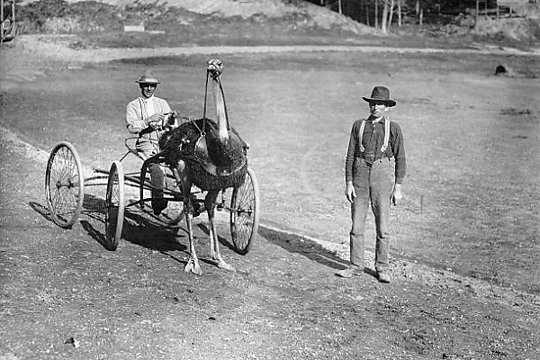 Today's Photos : Ostrich-drawn Carriage Stopped By Motorcycle Police For Over-speeding In 1930 - autojosh 