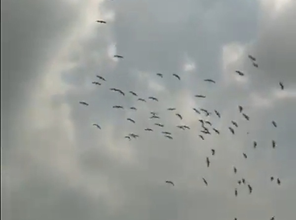 Watch As Hawks Attacks Made-in-Nigeria Drone Being Tested By Nord's Naerospace (Video) - autojosh 