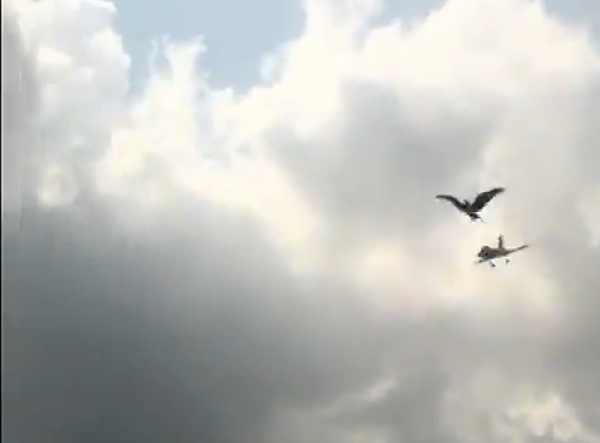 Watch As Hawks Attacks Made-in-Nigeria Drone Being Tested By Nord's Naerospace (Video) - autojosh 