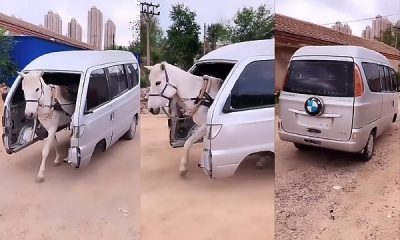 Today's Photos : This Horse-drawn BMW-badged Bus Has Been Described As An Animal Abuse - autojosh