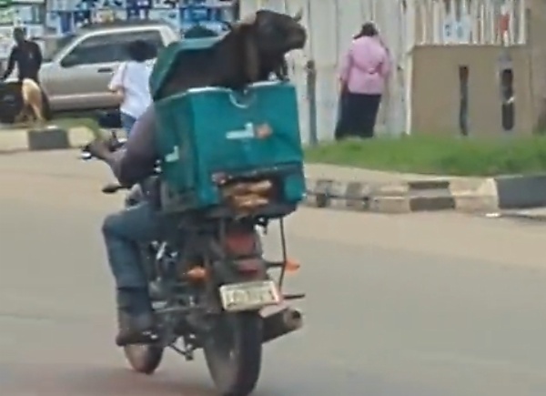 Today's Photo : Ram Crammed Into A Box Been Delivered By Dispatch Rider Ahead of Sallah Festival - autojosh 