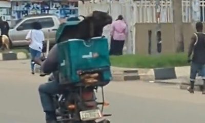 Today's Photo : Ram Crammed Into A Box Been Delivered By Dispatch Rider Ahead of Sallah Festival - autojosh